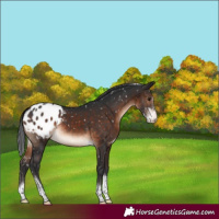 Horse Color:Brown Sabino Tobiano Appaloosa Rabicano 