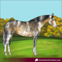 Horse Color:Buckskin Mushroom Sabino Rabicano