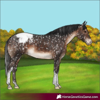 Horse Color:Brown Sabino Tobiano Snowflake Varnish