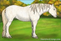 Horse Color:Buckskin Roan Pearl and Buckskin Roan Pearl Splash