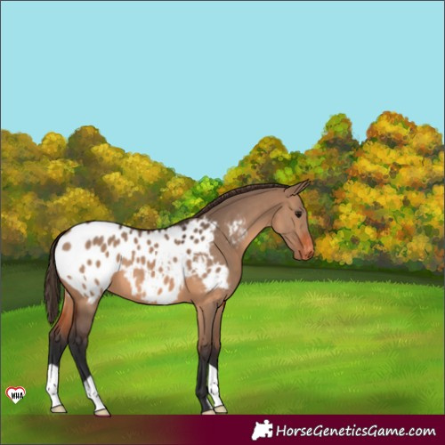 Horse Color:Brown Dun Blanket 