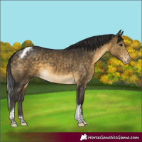 Horse Color:Buckskin Tobiano Appaloosa