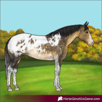 Horse Color:Buckskin Tobiano Blanket Rabicano 