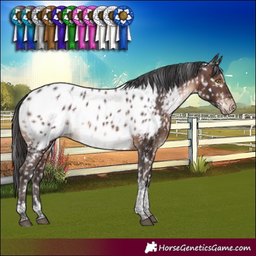 Horse Color:Brown Tobiano Appaloosa Rabicano 