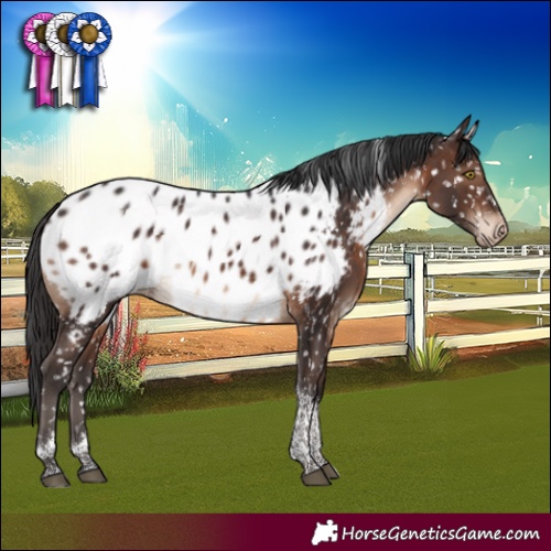 Horse Color:Brown Tobiano Appaloosa Rabicano