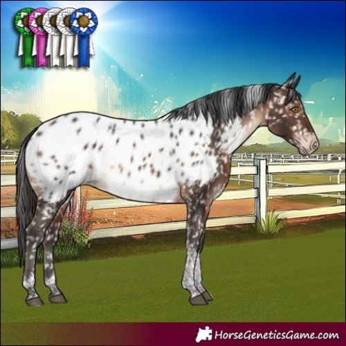 Horse Color:Brown Tobiano Appaloosa Rabicano 
