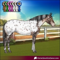 Horse Color:Brown Tobiano Appaloosa Rabicano 