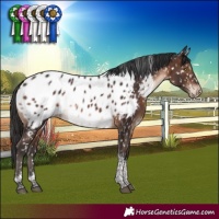 Horse Color:Brown Tobiano Appaloosa Rabicano 