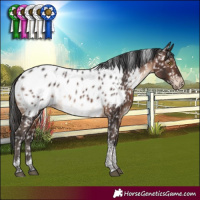 Horse Color:Brown Tobiano Appaloosa Rabicano 