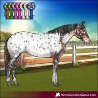 Horse Color:Brown Tobiano Appaloosa Rabicano
