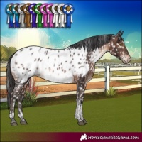 Horse Color:Brown Tobiano Appaloosa Rabicano