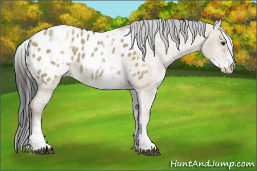 Horse Color:White Spotted Liver Red Dun Appaloosa 