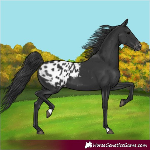 Horse Color:Black Blanket 