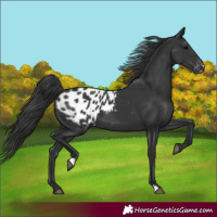 Horse Color:Black Blanket 