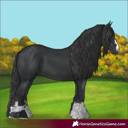 Horse Color:Black and Black