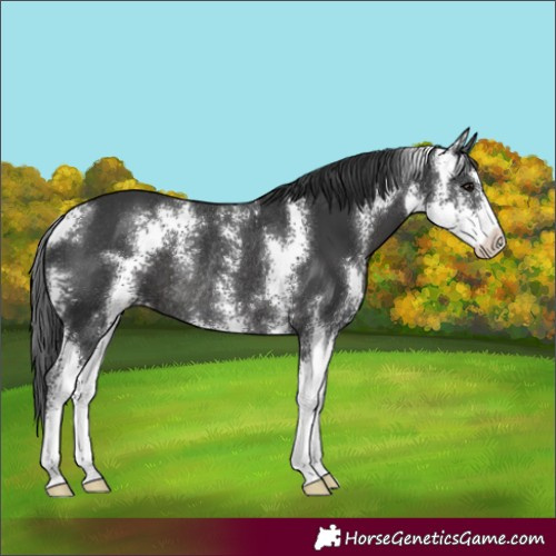 Horse Color:Black Sabino Rabicano 
