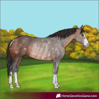 Horse Color:Brown Rabicano