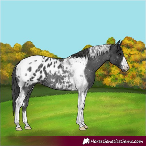 Horse Color:Black Tobiano Appaloosa Rabicano 