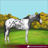 Horse Color:Black Tobiano Appaloosa Rabicano 