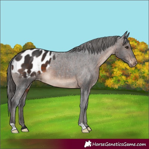 Horse Color:Brown Appaloosa 