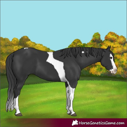 Horse Color:Black Splash Tobiano 