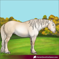 Horse Color:Gray Gold Cream Champagne Dun 
