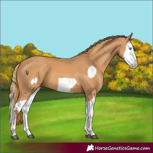 Horse Color:Chestnut Splash Frame and Chestnut Splash Frame