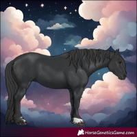 Horse Color:Black  and Black 