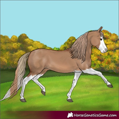 Horse Color:Red Dun Splash and Red Dun Splash