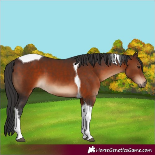 Horse Color:Brown Tobiano 