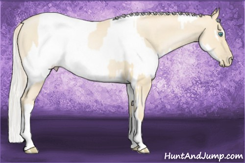 Horse Color:Palomino Roan Pearl and Palomino Roan Pearl Appaloosa