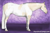 Horse Color:Palomino Roan Pearl  and Palomino Roan Pearl Appaloosa 