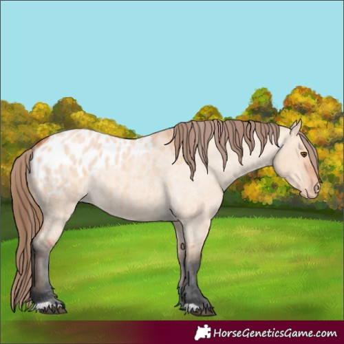 Horse Color:Bay Roan Dun Appaloosa 