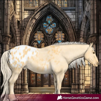 Horse Color:Palomino Dun Appaloosa