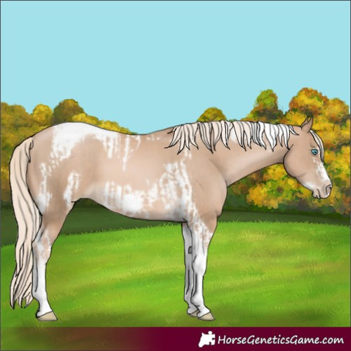Horse Color:Chocolate Palomino Pearl Tobiano Frame  and Chocolate Palomino Pearl Tobiano Frame 