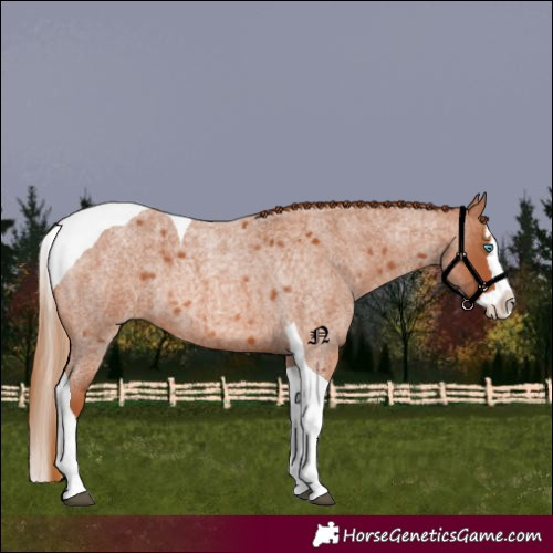 Horse Color:Red Roan Splash Tobiano 