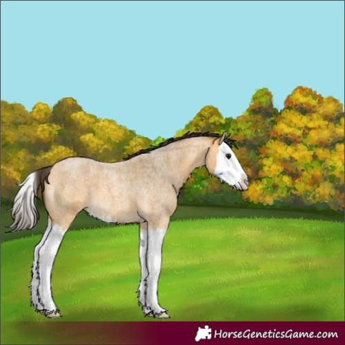 Horse Color:Buckskin Roan Splash