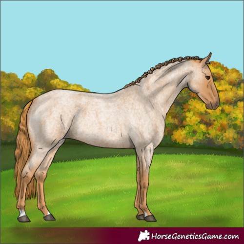 Horse Color:Red Roan 