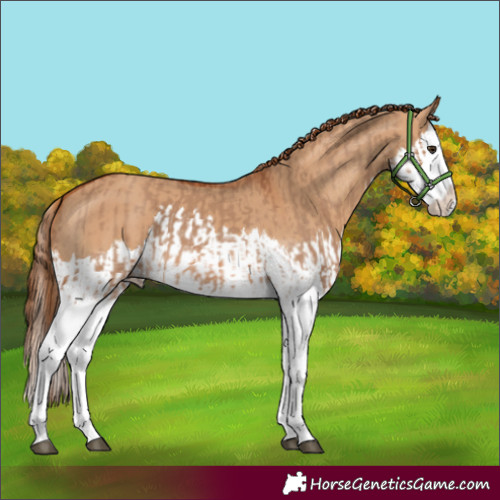 Horse Color:Red Dun Splash and Red Dun Splash