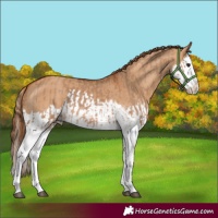 Horse Color:Red Dun Splash and Red Dun Splash