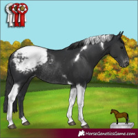 Horse Color:Black Tobiano Snowcap Rabicano 
