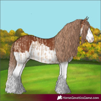 Horse Color:Red Dun Splash  and Chestnut Splash 