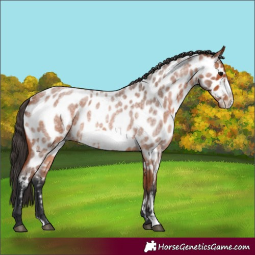 Horse Color:Bay Roan Frame Appaloosa