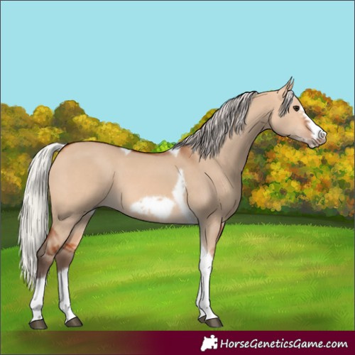 Horse Color:Silver Bay Dun Sabino Tobiano Frame Rabicano