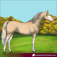 Horse Color:Palomino Dun Splash  and Palomino Dun Splash 