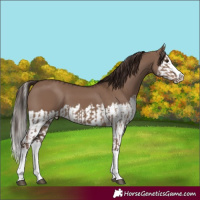 Horse Color:Liver Red Dun Splash  and Liver Red Dun Splash 