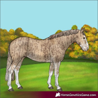 Horse Color:Liver Red Dun Splash  and Chocolate Palomino Dun Splash 