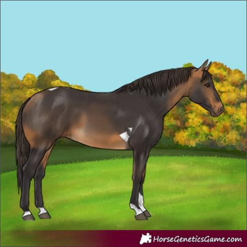 Horse Color:Buckskin Tobiano 