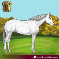 Horse Color:Black Sabino 