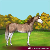 Horse Color:Red Dun Splash  and Red Dun Splash 